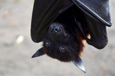 Black magic bats